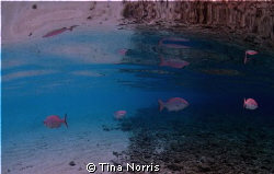 Reflection at Cemetery Beach, Grand Cayman by Tina Norris 